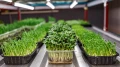 Lampa do microgreens rozsady ziół grow LED 50W 90cm IP67 PHYTO LINE90 uniwersalne spektrum UNI+ do wszystkich upraw egzotyczne rośliny ozdobne terrarium wiwarium