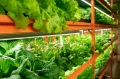 Lampa do microgreens rozsady ziół grow LED 50W 90cm IP67 PHYTO LINE90 uniwersalne spektrum UNI+ do wszystkich upraw egzotyczne rośliny ozdobne terrarium wiwarium