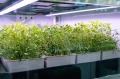 Lampa do microgreens rozsady ziół grow LED 50W 90cm IP67 PHYTO LINE90 uniwersalne spektrum UNI+ do wszystkich upraw egzotyczne rośliny ozdobne terrarium wiwarium