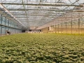 Lampa do microgreens rozsady ziół grow LED 50W 90cm IP67 PHYTO LINE90 uniwersalne spektrum UNI+ do wszystkich upraw egzotyczne rośliny ozdobne terrarium wiwarium